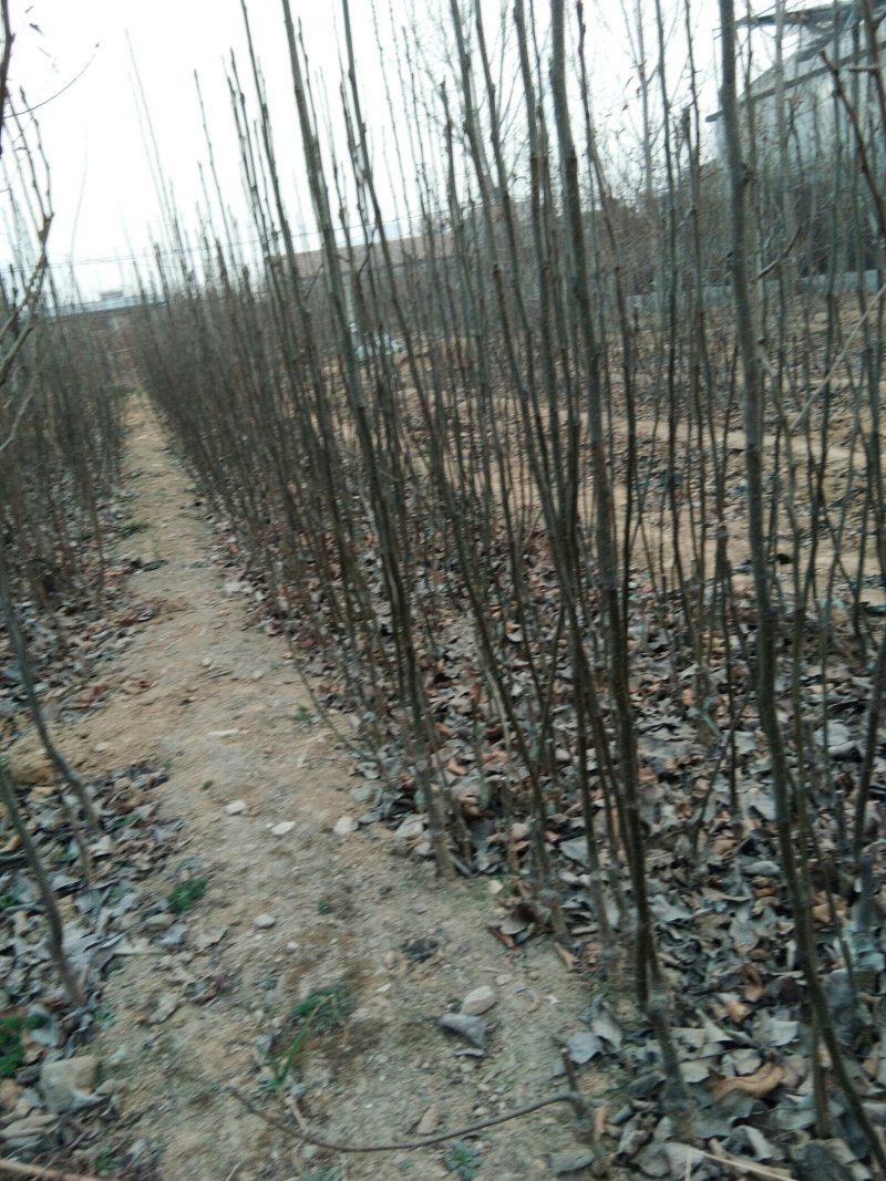 山东梨树苗基地，梨树新品种晚秋黄梨树苗1~1.5公分