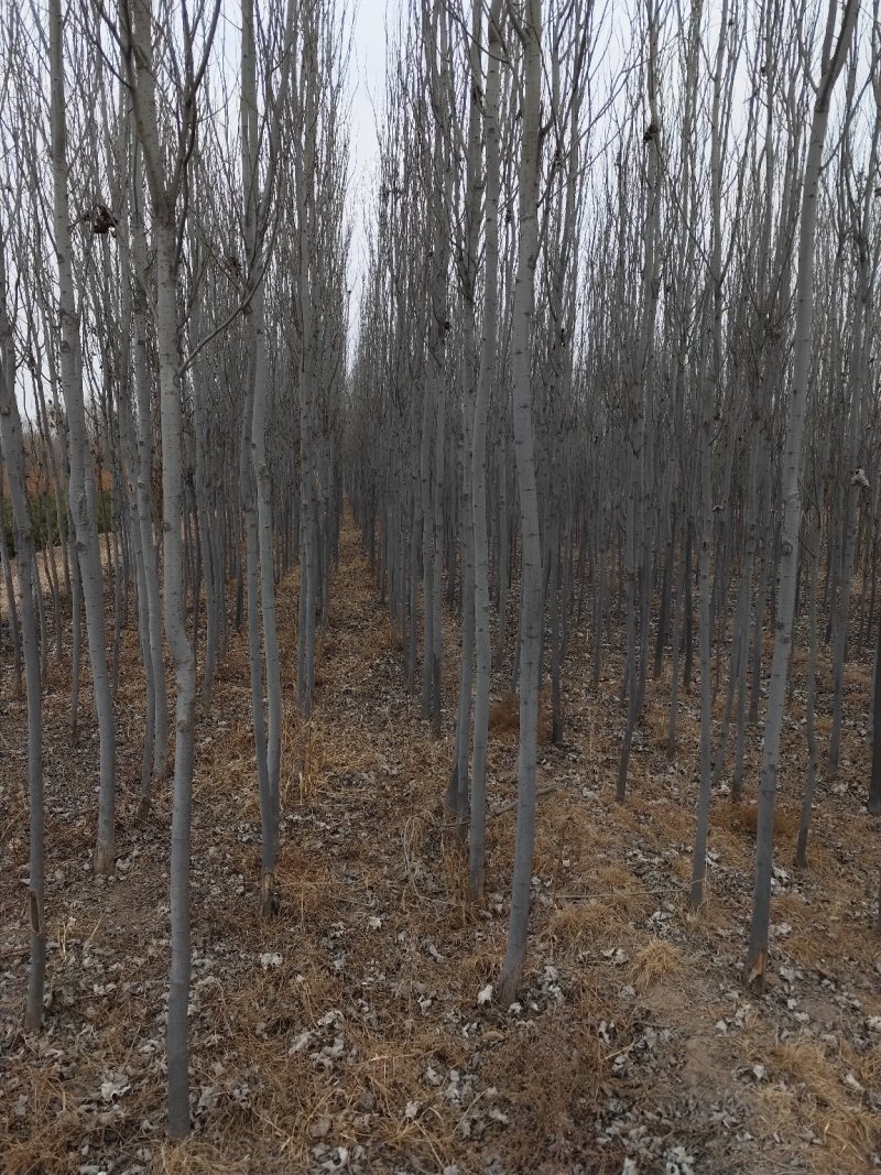 出售大田新彊杨，毛白杨，基地看货，线上交易。