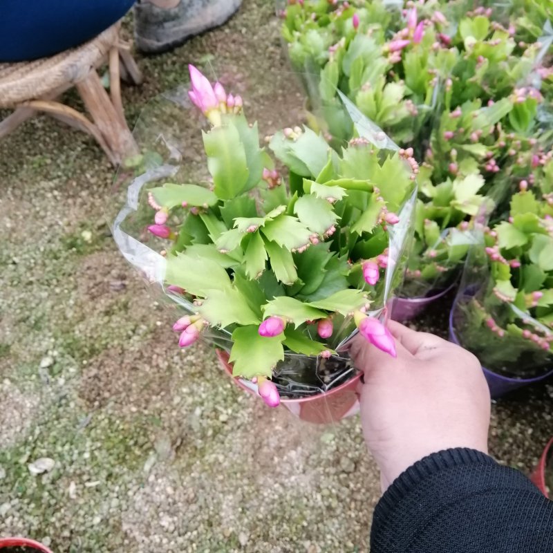 蟹爪兰