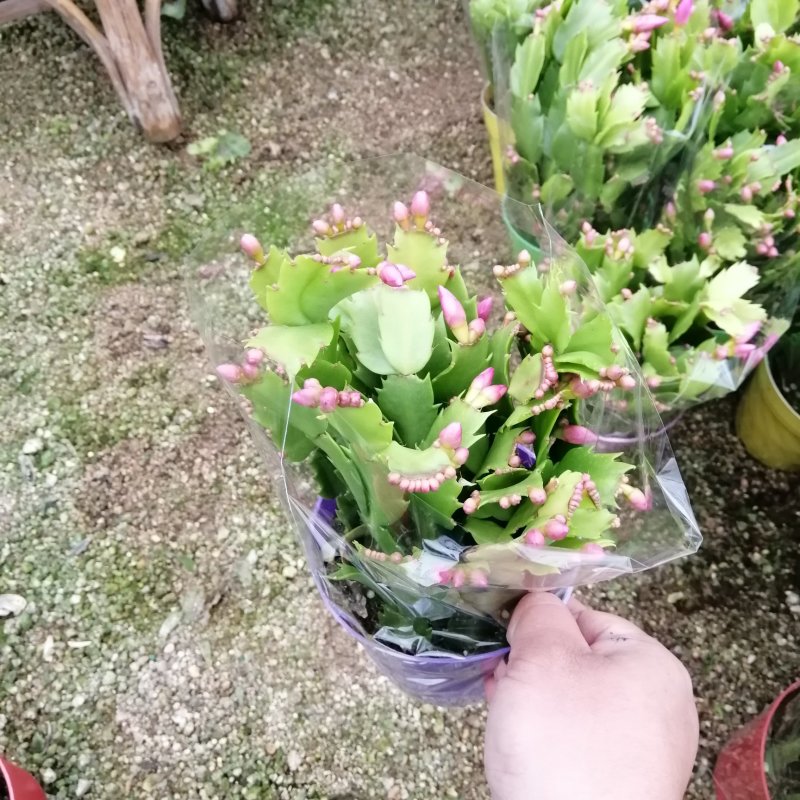 蟹爪兰