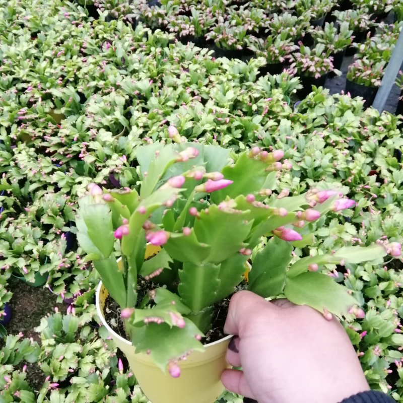 蟹爪兰