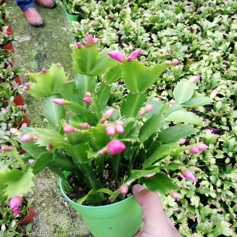 蟹爪兰