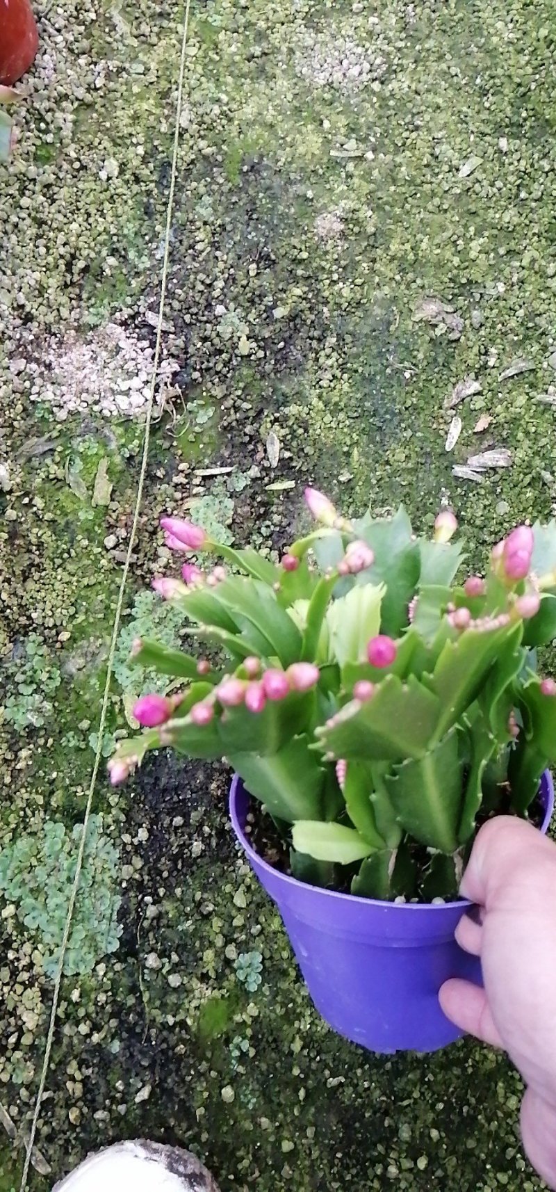 蟹爪兰