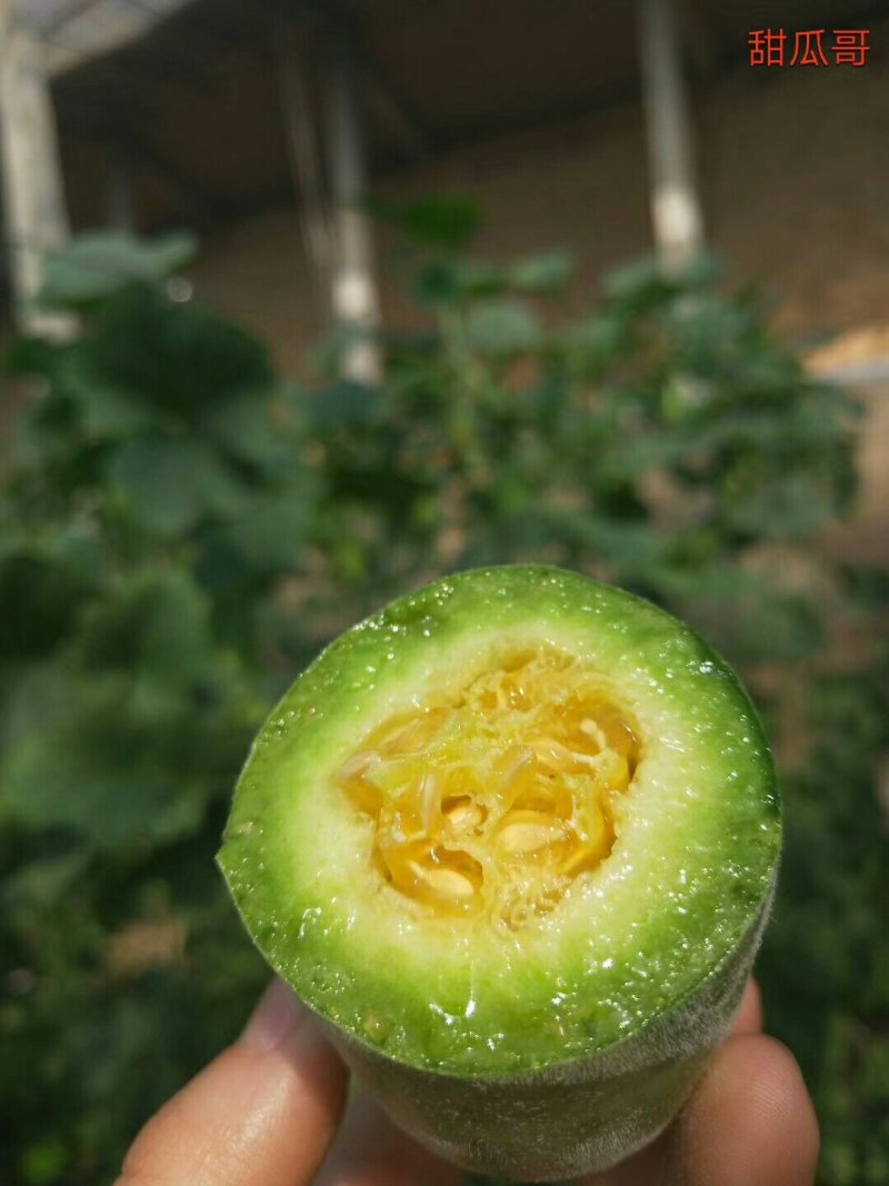 《羊角蜜甜瓜》大棚甜瓜-山东瓜-潍坊甜瓜-产地直销