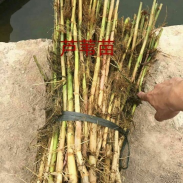 芦苇苗