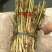 芦苇苗