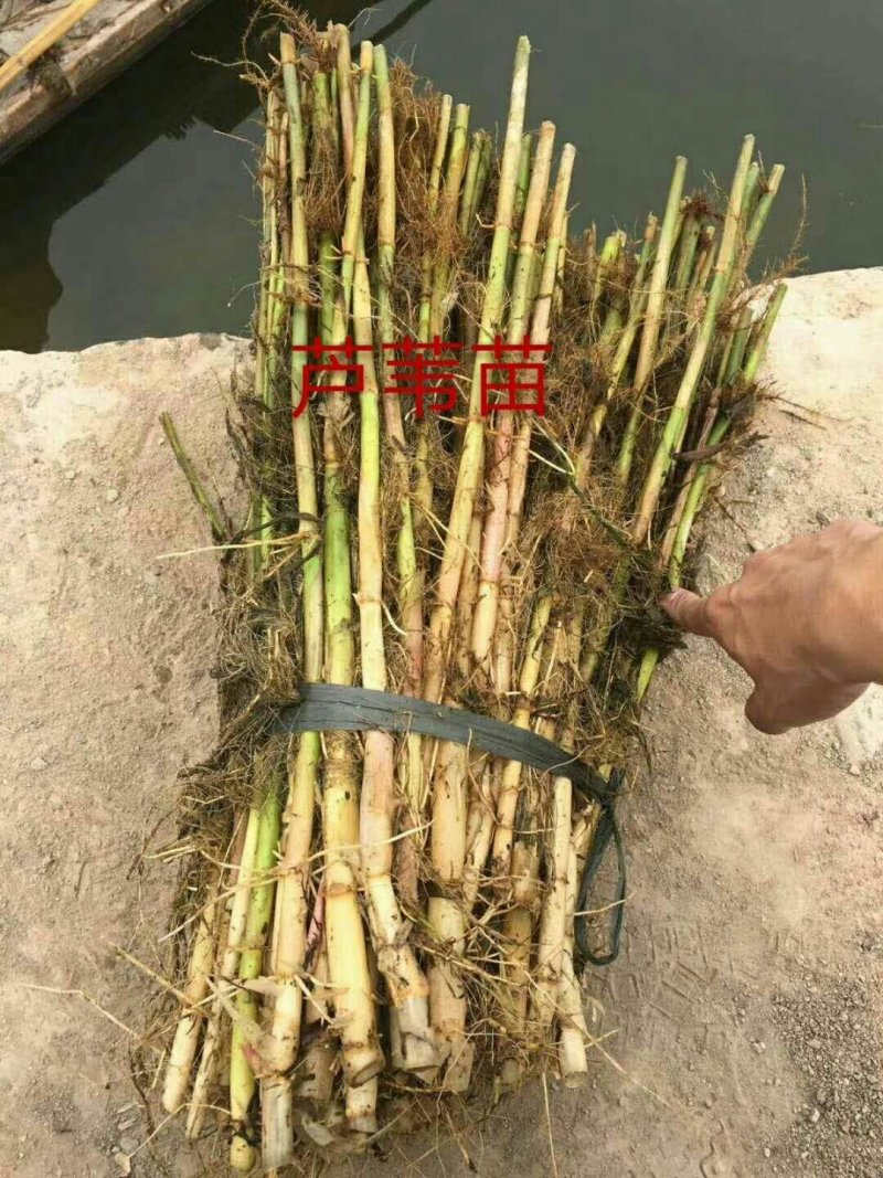 芦苇苗
