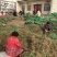长期供应陕西大荔黄花菜种苗