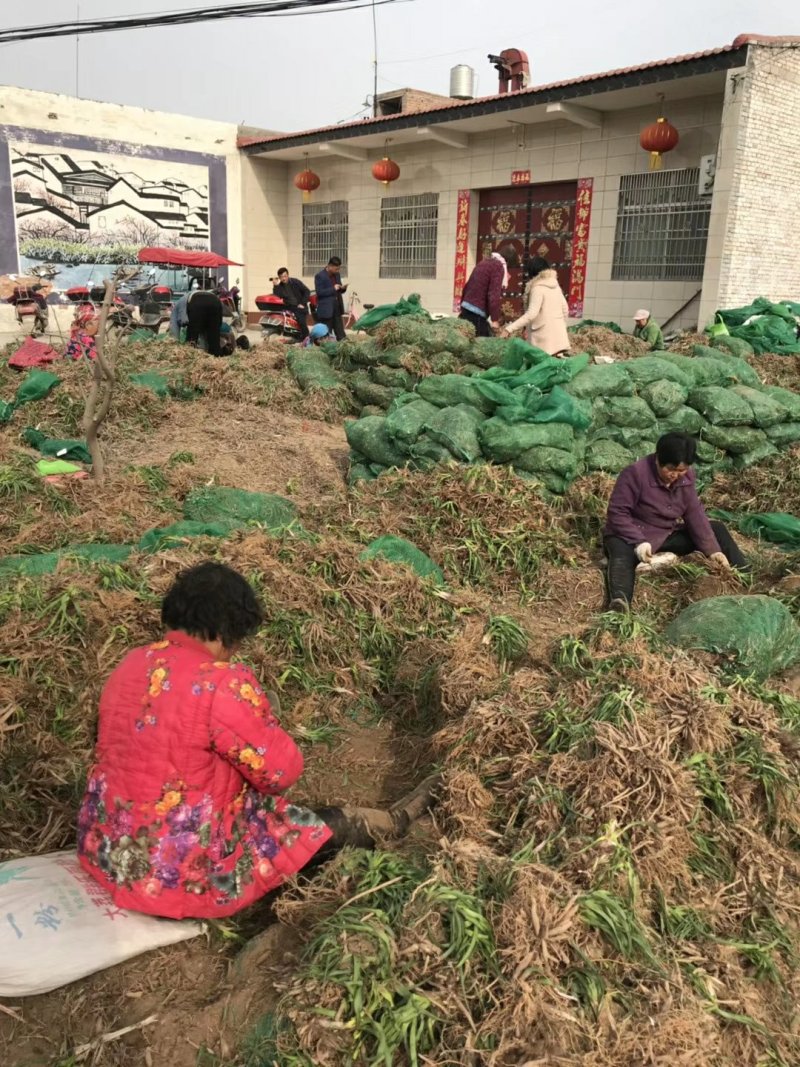 长期供应陕西大荔黄花菜种苗