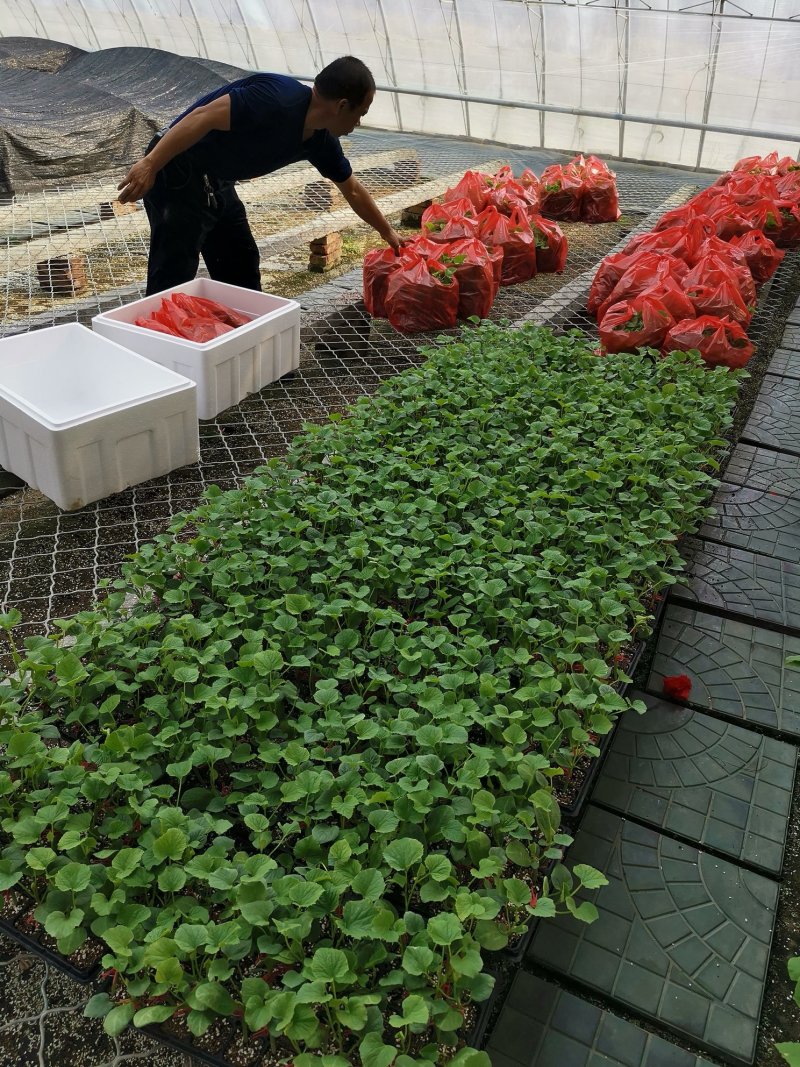 甜瓜苗绿宝羊角蜜博洋9号不嫁接甜瓜苗直播甜瓜苗