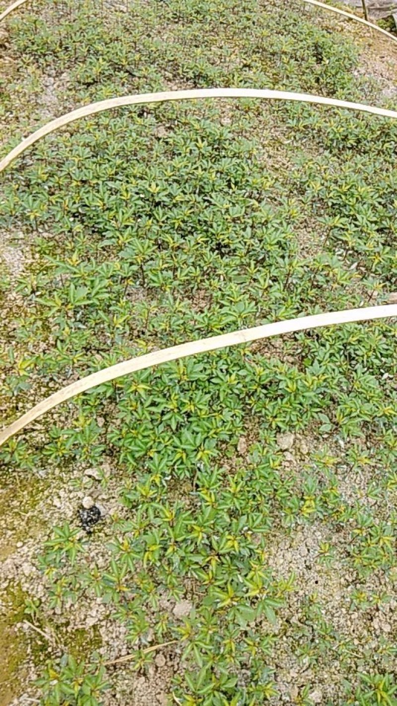 花椒苗