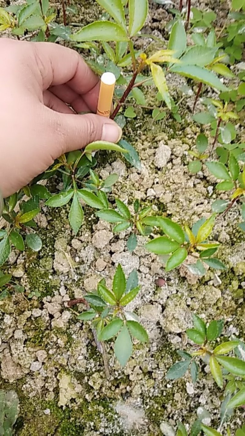 花椒苗