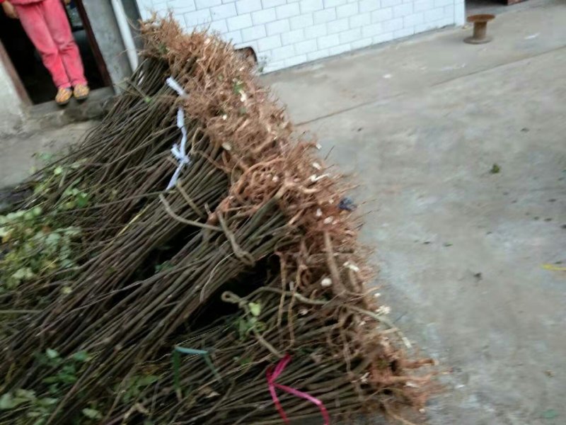 吴茱萸苗（技术共享）热销
