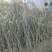 吴茱萸苗（技术共享）热销