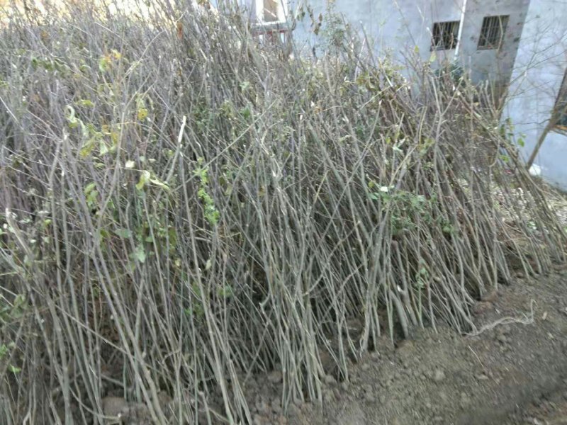 吴茱萸苗（技术共享）热销