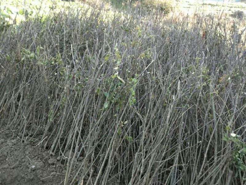 吴茱萸苗（技术共享）热销