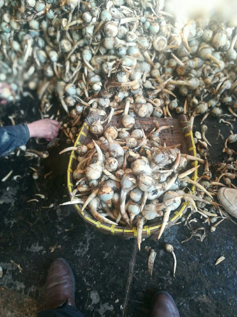 每天采收新鲜茨菇，心动不如行动，品种齐全