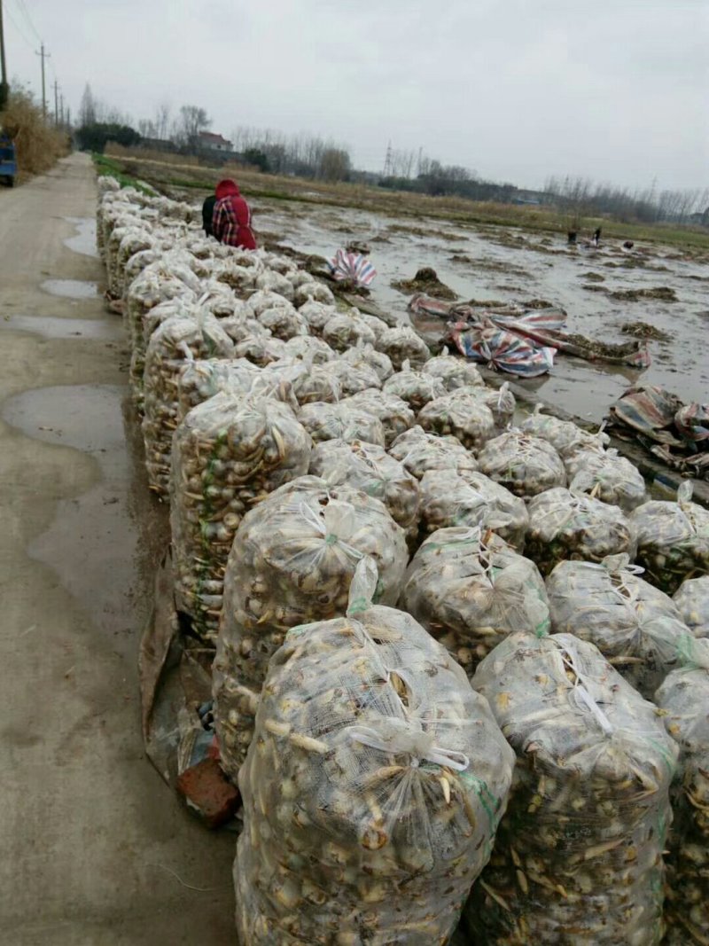 每天采收新鲜茨菇，心动不如行动，品种齐全