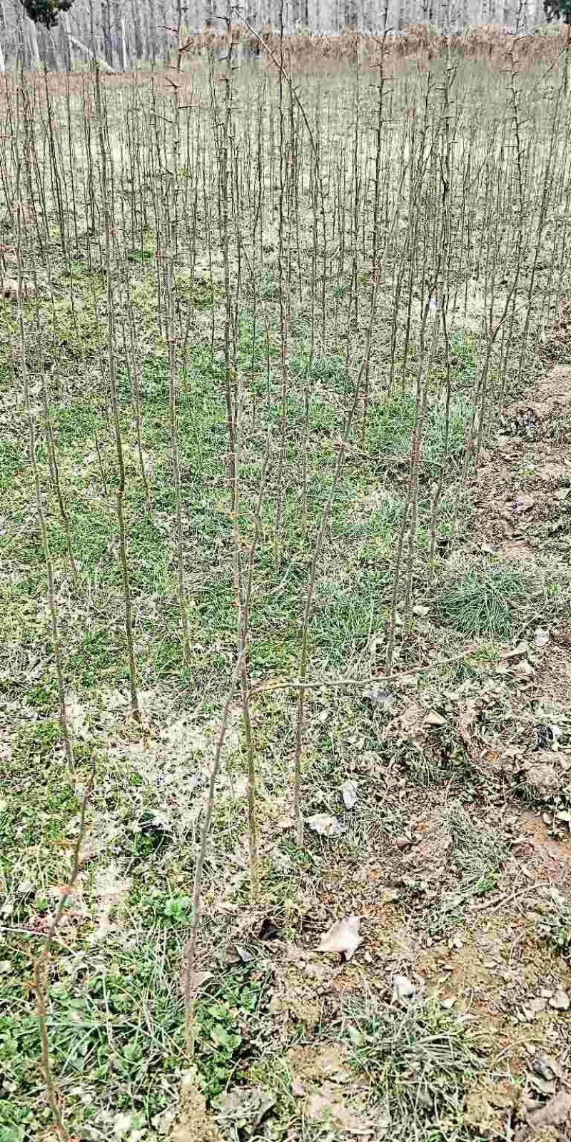 一年生皂角树
