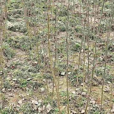 一年生皂角树