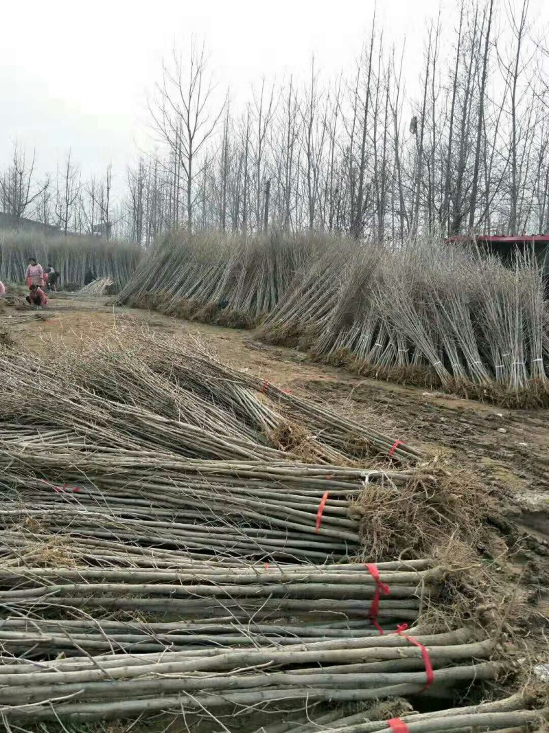 银杏树苗银杏小苗，大苗，银杏绿化占地工程苗木基地直销