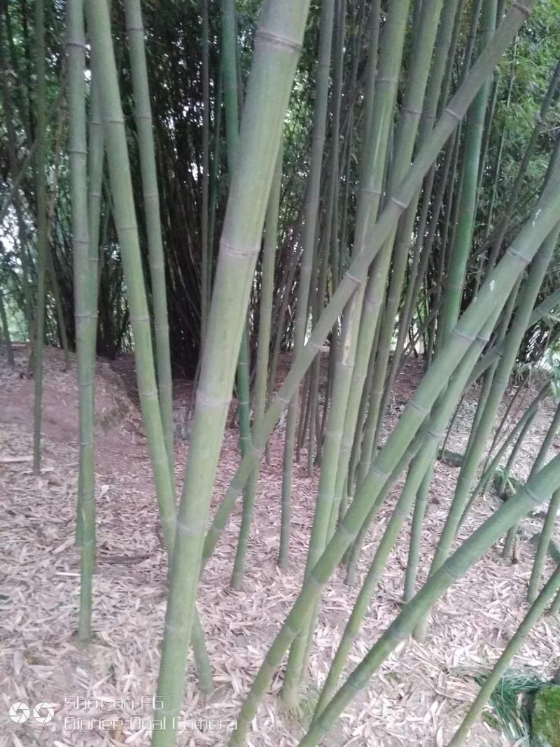 绿化工程用苗，斑竹5~6m。也可菜架竹