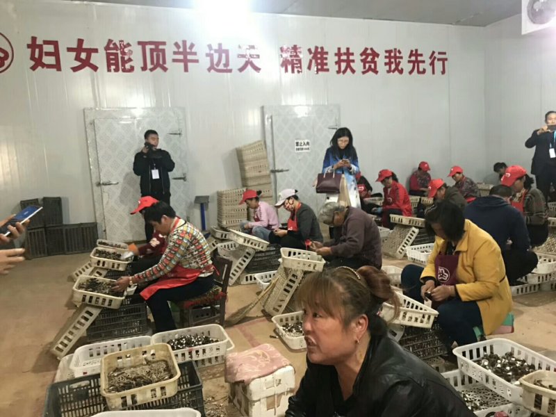 全年提供优质大球盖菇菌种