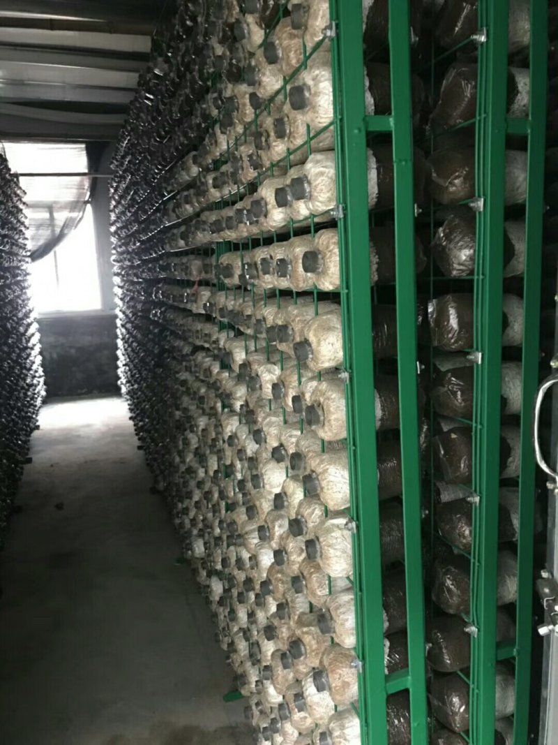 全年提供优质大球盖菇菌种