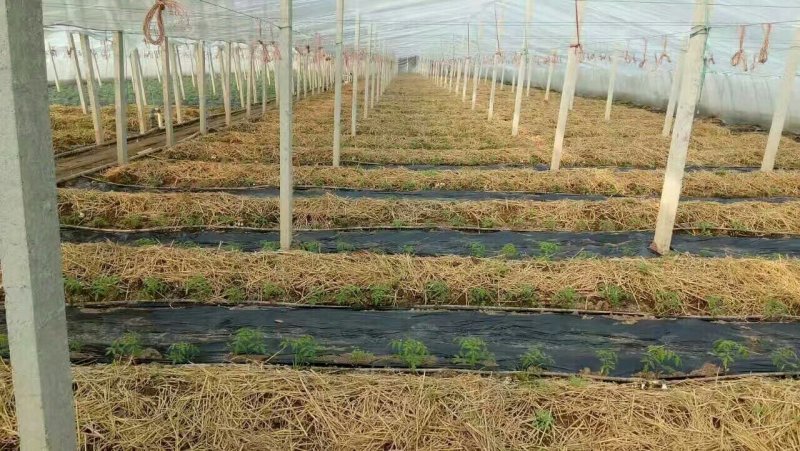 全年提供优质大球盖菇菌种