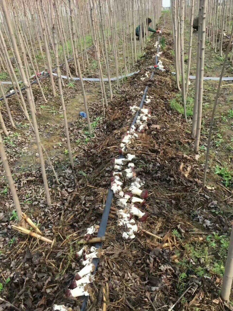 全年提供优质大球盖菇菌种