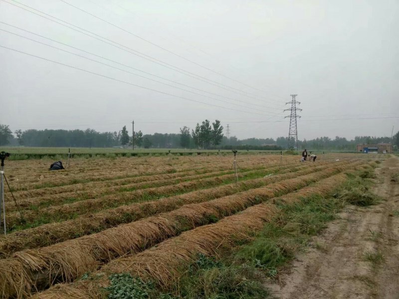 全年提供优质大球盖菇菌种