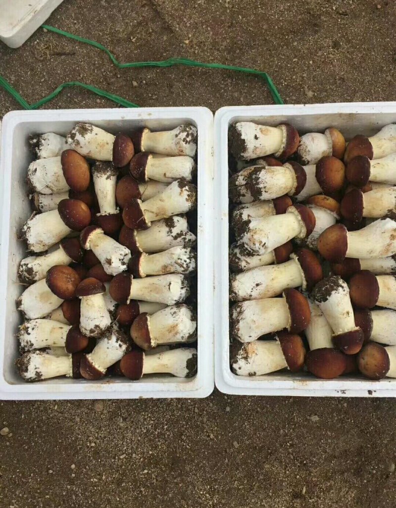全年提供优质大球盖菇菌种