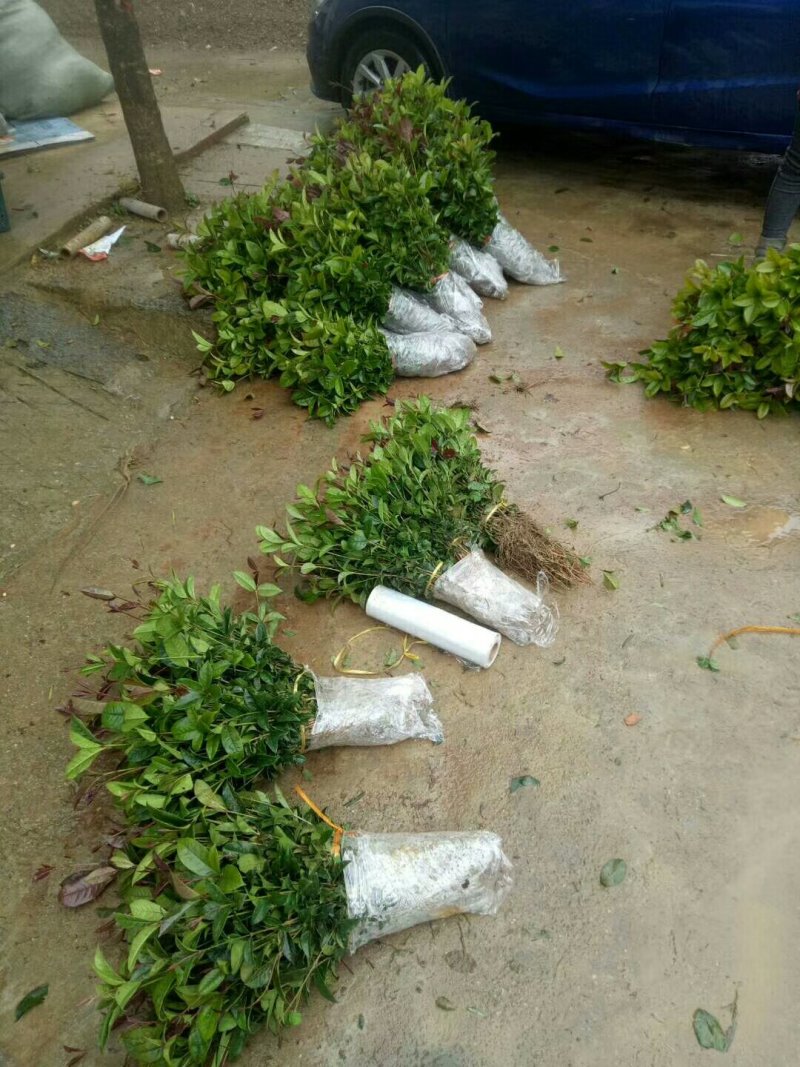金桂苗八月桂苗金桂树苗桂花苗包邮