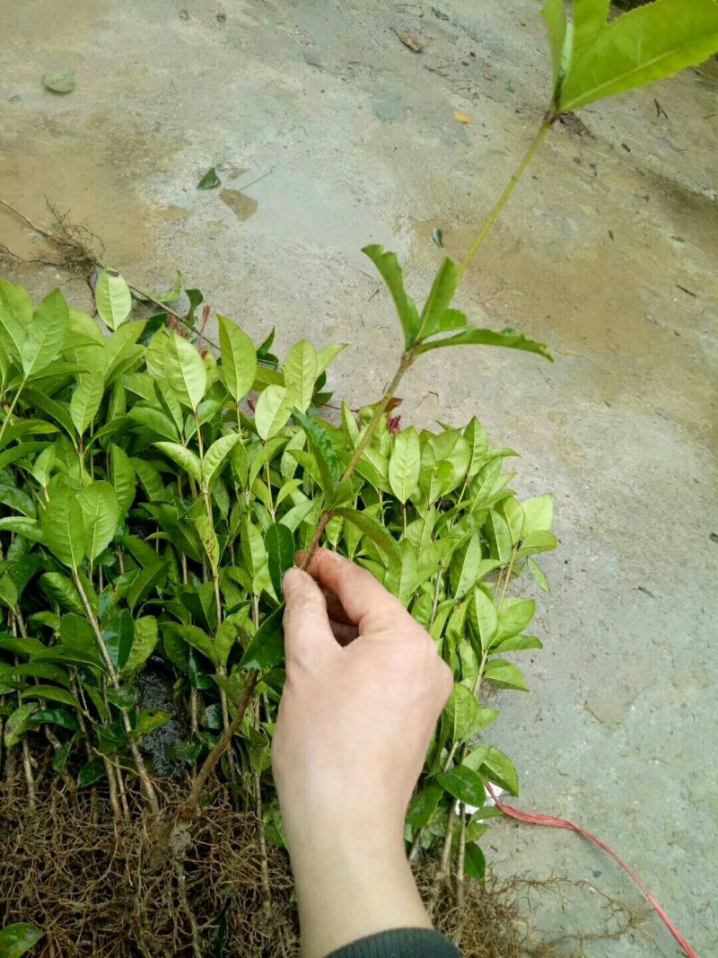 金桂苗八月桂苗金桂树苗桂花苗包邮