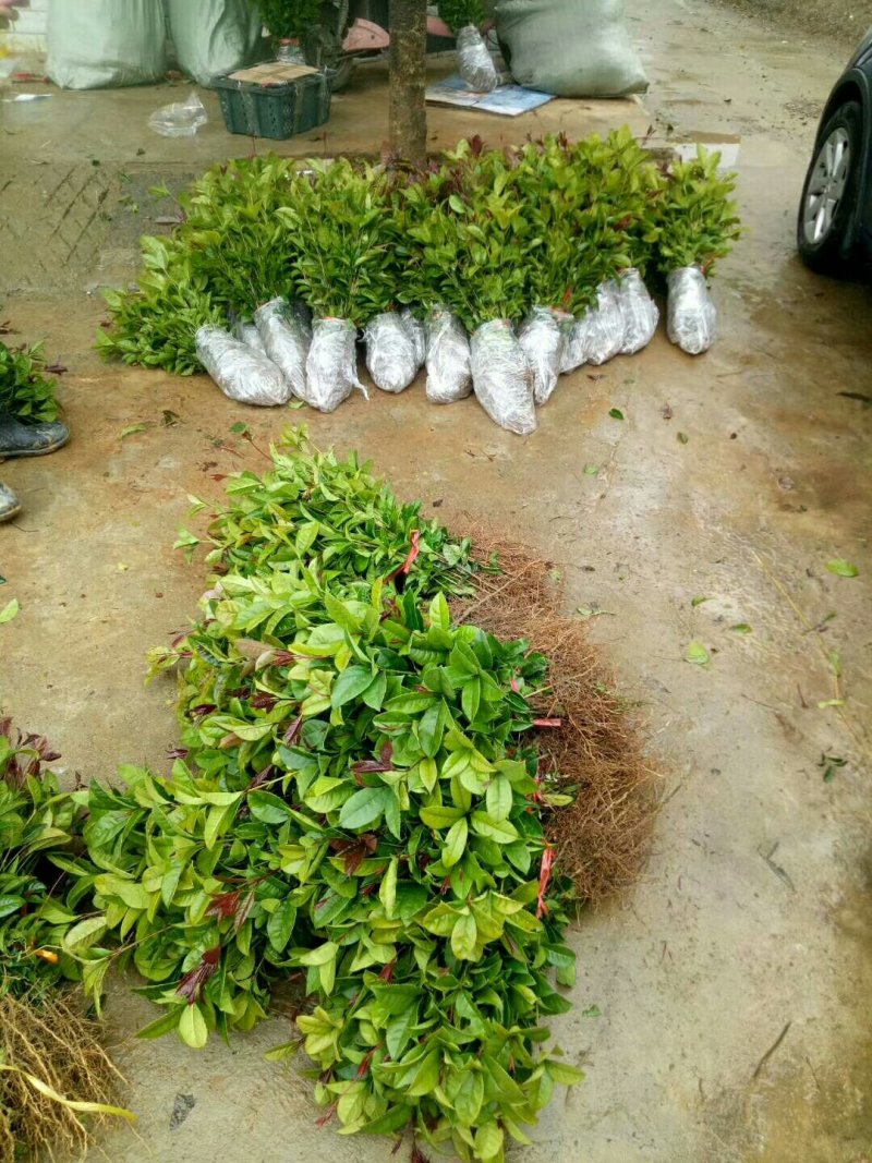 金桂苗八月桂苗金桂树苗桂花苗包邮