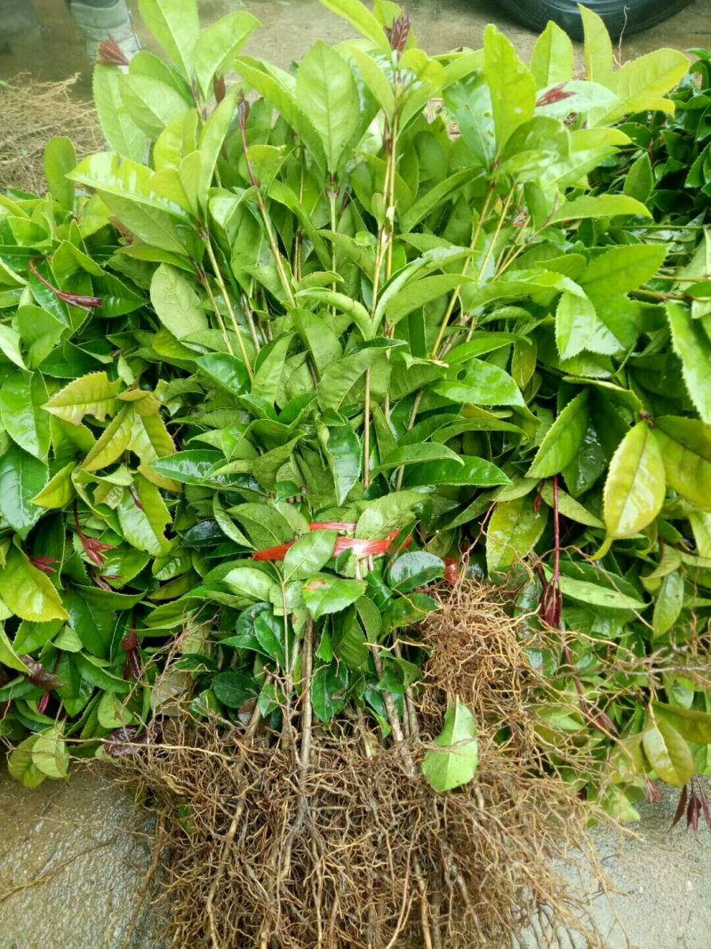 金桂苗八月桂苗金桂树苗桂花苗包邮