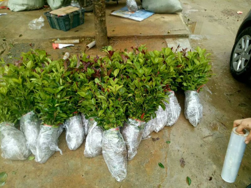 金桂苗八月桂苗金桂树苗桂花苗包邮