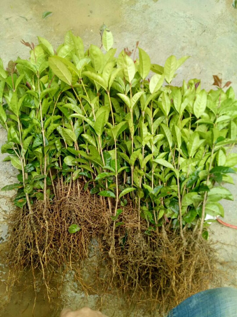 金桂苗八月桂苗金桂树苗桂花苗包邮