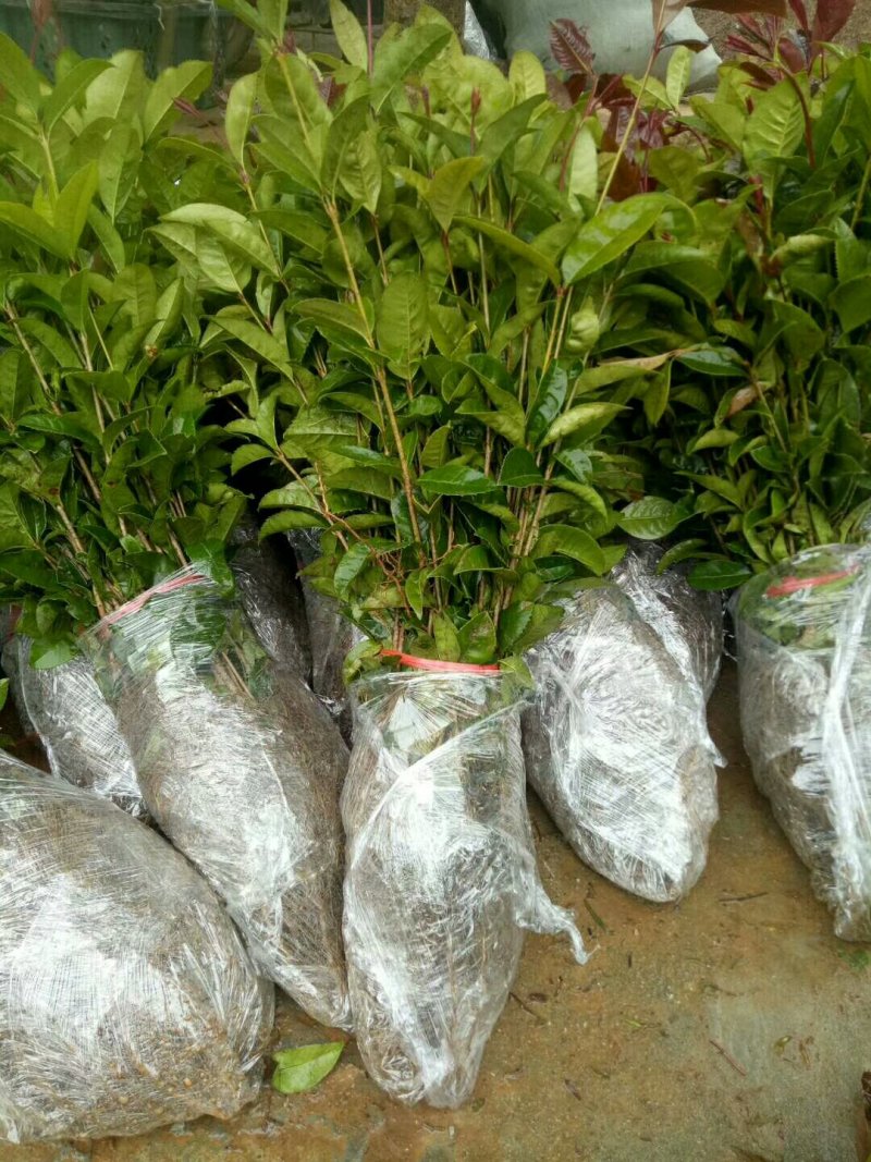 金桂苗八月桂苗金桂树苗桂花苗包邮