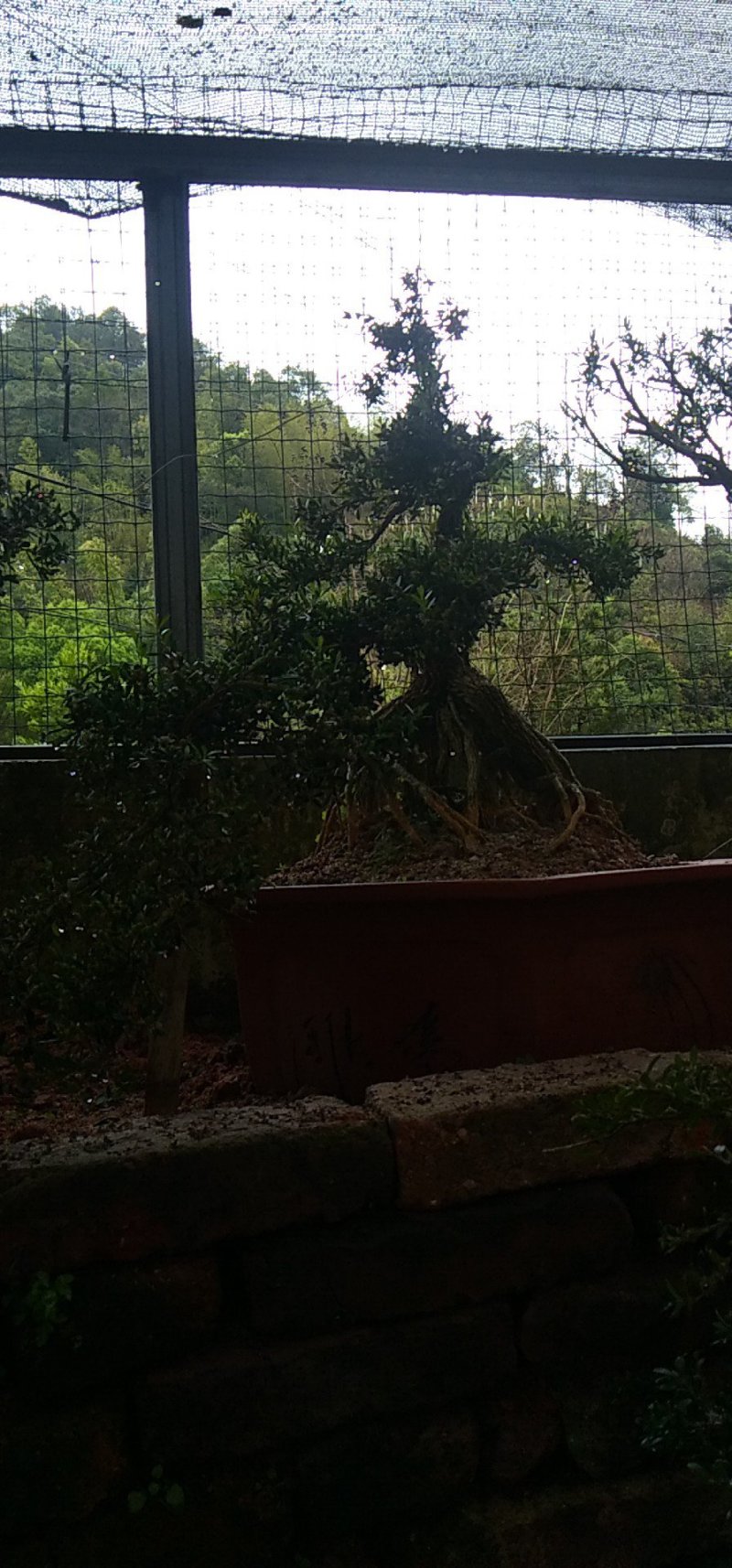 雀舌龙鳞纹水黄杨