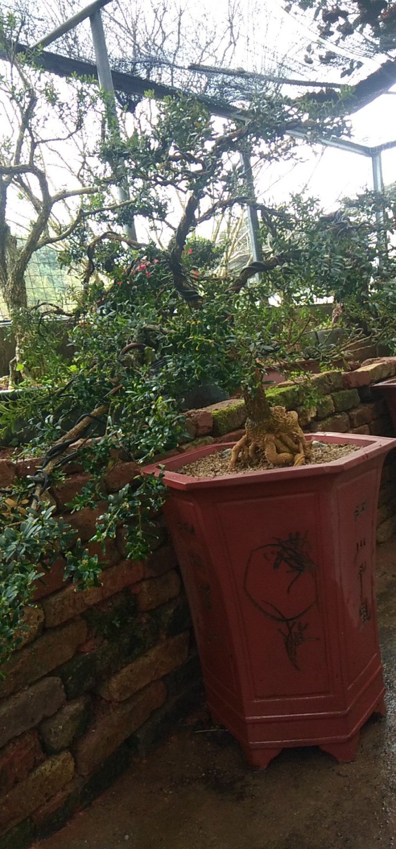 雀舌龙鳞纹水黄杨