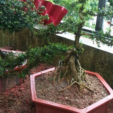 雀舌龙鳞纹水黄杨