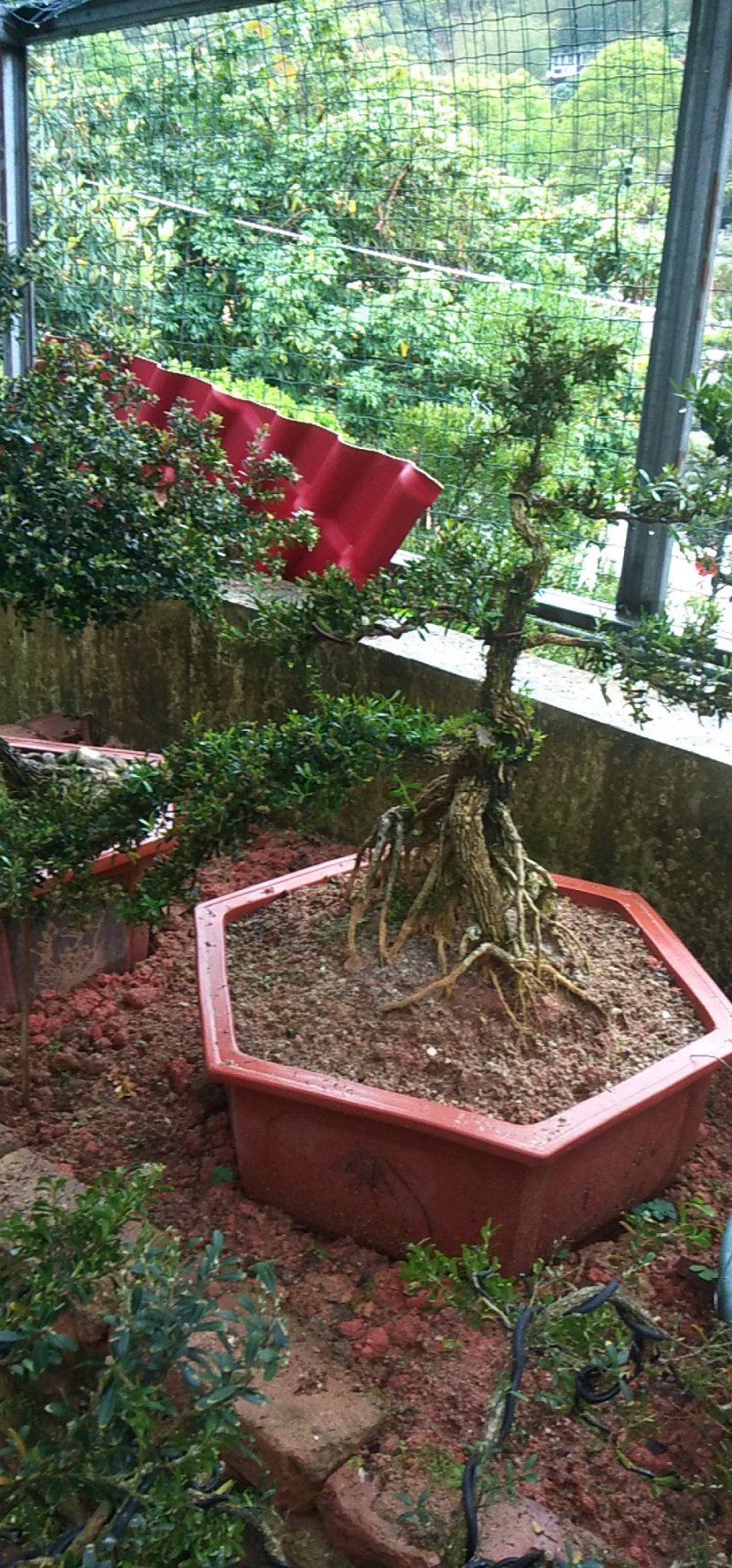 雀舌龙鳞纹水黄杨