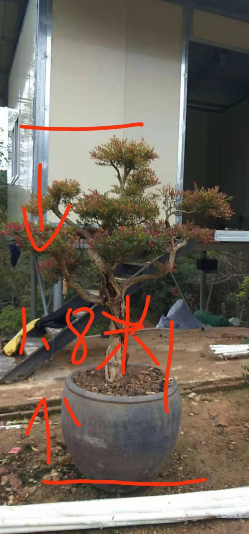 赤楠