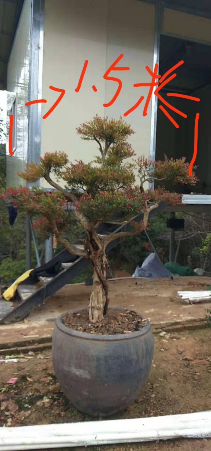 赤楠