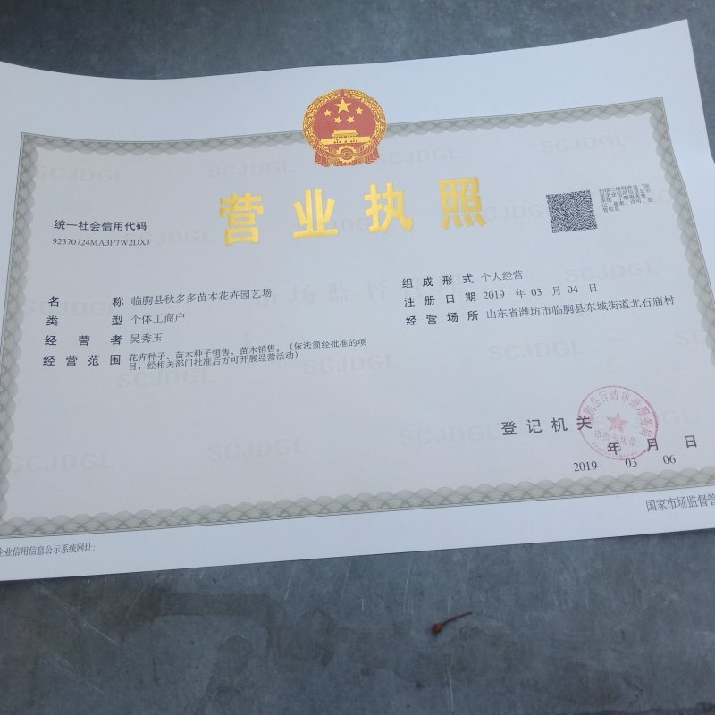 马莲种子马蒲种子