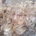 大蒜皮天然气烘干大蒜内皮优质羊饲料48个月