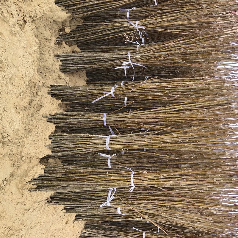 梨树苗玉露香梨树苗山西梨树苗红香酥梨树苗