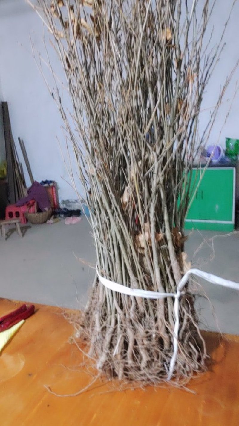 大量供应麻栗树苗