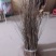 大量供应麻栗树苗